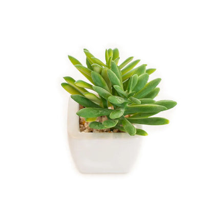 Arranjo Suculenta 9CM C/ Vaso Ceramica