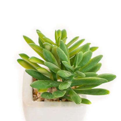 Arranjo Suculenta 9CM C/ Vaso Ceramica