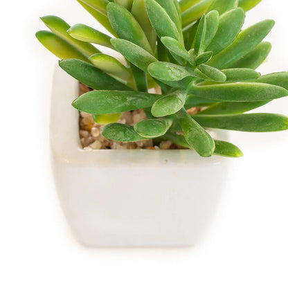 Arranjo Suculenta 9CM C/ Vaso Ceramica